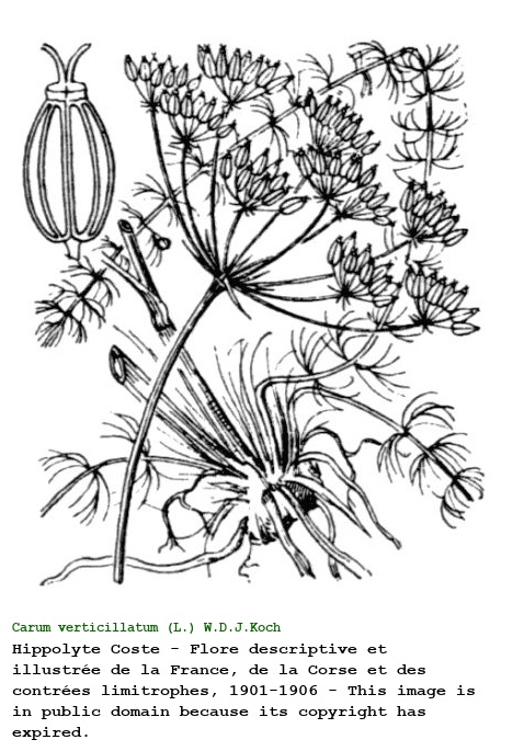 Carum verticillatum (L.) W.D.J.Koch